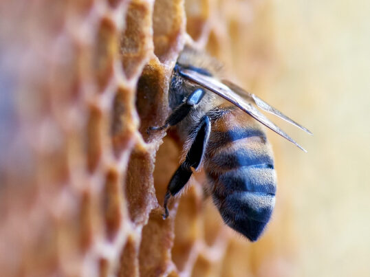 Bee-making-honey Bee-making-honey