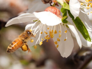 DL_609HoneyBeesandPollen_BEE_WITH_POLLEN_BALLS_FORAGES_1920