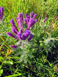 Dwarf False Indigo: Amorpha nana?