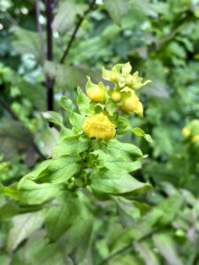 Mullein Foxglove: Seymeria macrophylla