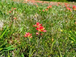 Indian Paintbrush: Castilleja indivisa