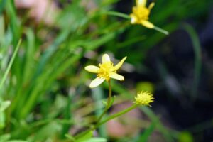 Harvey's buttercup: Ranunculus harveyi