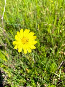 Smallflower Desert Chicory: Pyrrhopappus pauciflorus