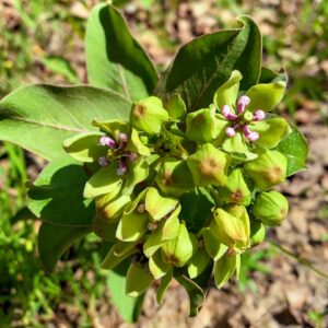 Green Milkweed: Asclepias viridis