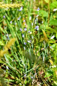 Prairie Blue-eyed Grass: Sisyrinchium campestre