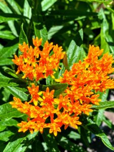 Butterfly Milkweed: Asclepias tuberosa