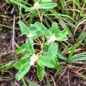 Field Pussytoes: Antennaria neglecta