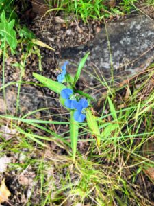 Erect Dayflower: Commelina erecta