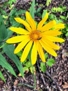 Hairy Sunflower: Helianthus hirsutus