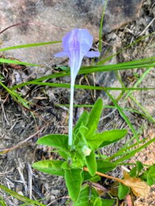 Wild Petunia: Ruellia humilis