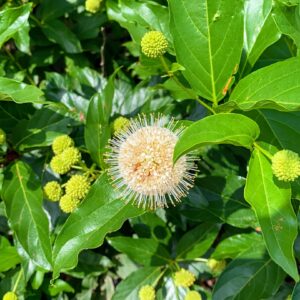 Common Buttonbush: Cephalanthus occidentalis