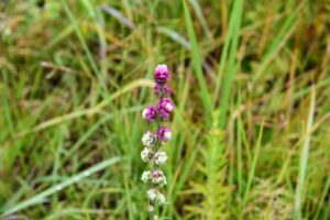 Rough Blazing Star: Liatris aspera