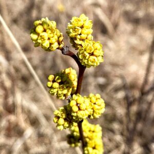 Fragrant Sumac: Rhus aromatica