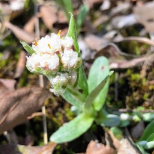 Plantain Leaf Pussytoes: Antennaria plantaginifolia
