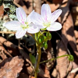 Eastern Spring Beauty: Claytonia virginica