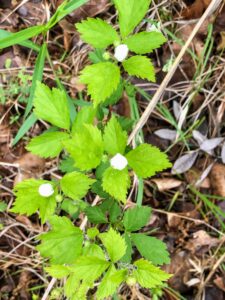 Common Blackberry: Rubus sp.