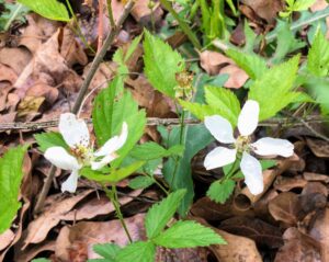 Common Dewberry: Rubus sp.