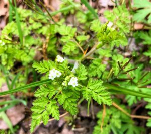 Southern chervil: Chaerophyllum tainturieri