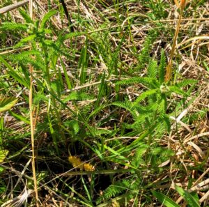 Common Yarrow: Achillea millefolium