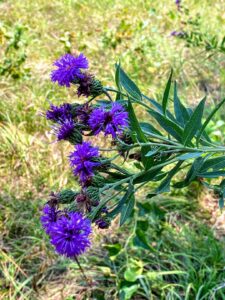 Ironweed: Vernonia noveboracensis