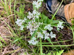Late Boneset: Eupatorium serotinum