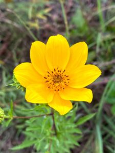 Stiff Tickseed: Coreopsis palmata