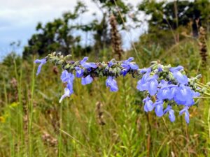 Azure Blue Sage: Salvia azurea