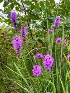Blazing Star, Gayfeather: Liatris spicata 