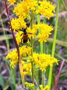 Atlantic Goldenrod: Solidago arguta