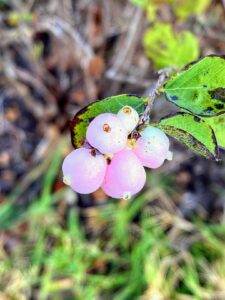 Coralberry, Indian currant: Symphoricarpos orbiculatus