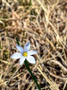 Crowpoison: Nothoscordum bivalve