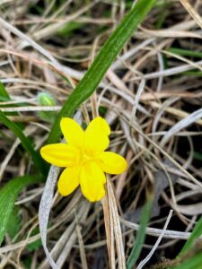 Common Goldstar: Hypoxis hirsuta