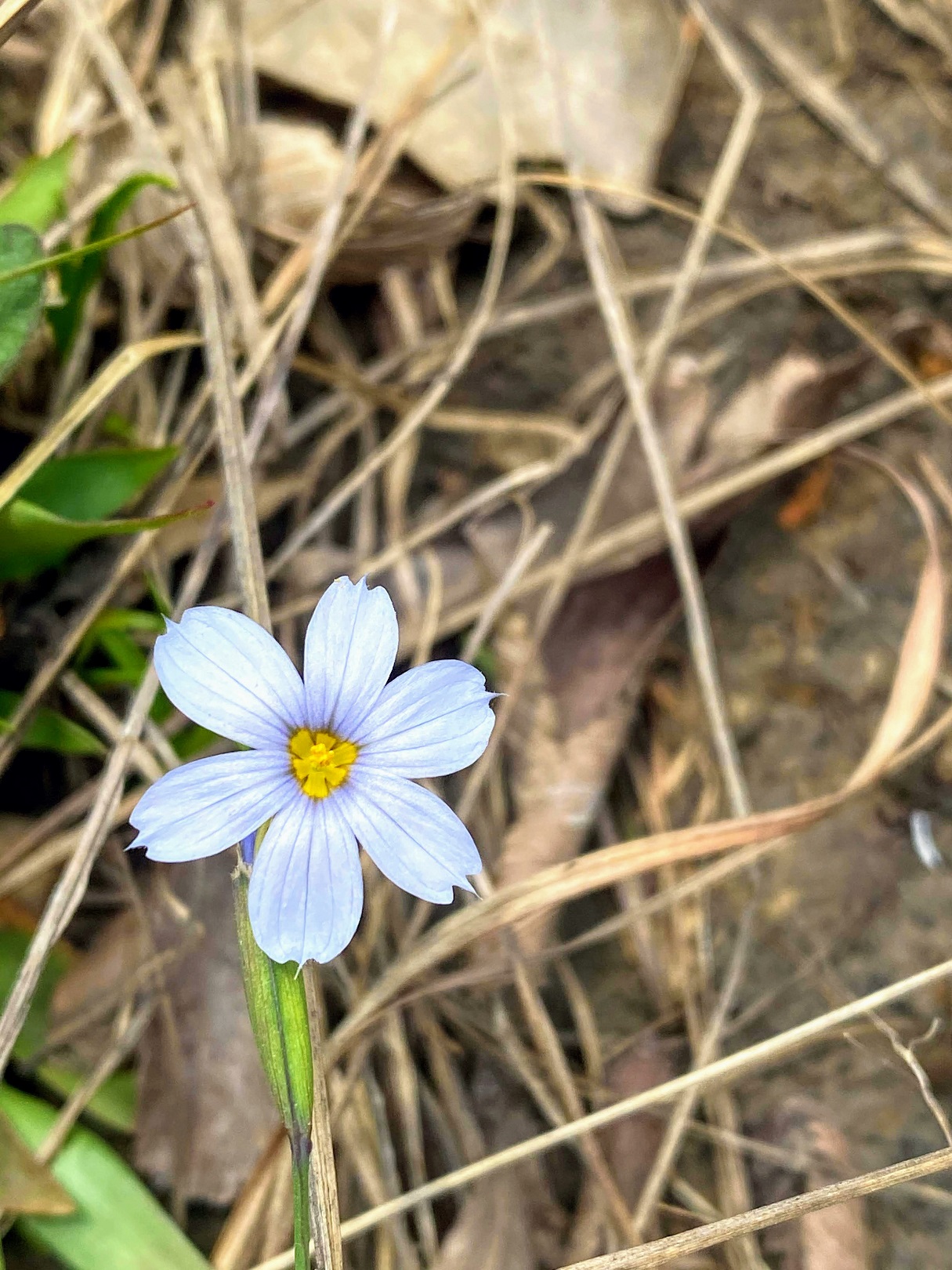 Wildflower Gallery – With You Anywhere