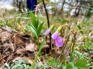 Violet Wood Sorrel: Oxalis violacea