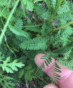 Sensitive Plant: Mimosa pudica