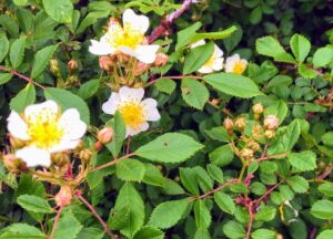 Multiflora Rose: Rosa multiflora