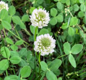 White Clover: Trifolium repens