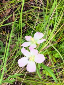 Meadow Pink: Sabatia campestris