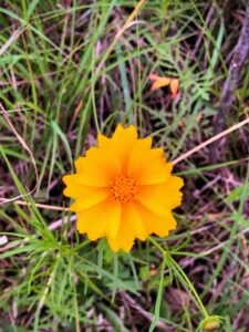 Largeflower Tickseed: Coreopsis grandiflora