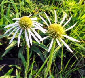 Pale Purple Coneflower: Echinacea pallida