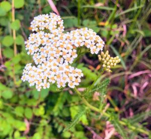 Common Yarrow: Achillea millefolium