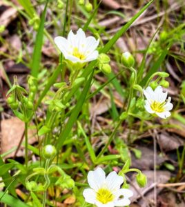 White Meadowfoam: Limnanthes alba