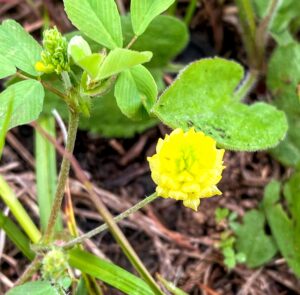 Black Medic: Medicago lupulina