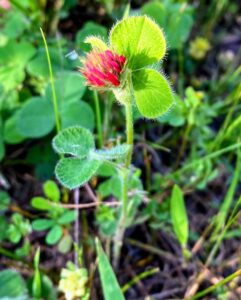 Crimson Clover: Trifolium incarnatum