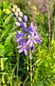 Prairie Hyacinth: Camassia angusta