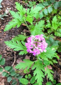 Dakota Mock Vervain: Glandularia bipinnatifida