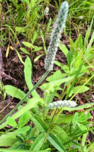 Bracted Plantain: Plantago aristata