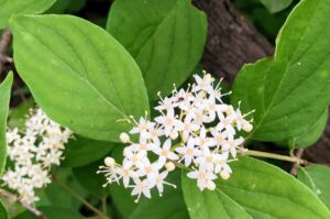 Roughleaf Dogwood: Cornus drummondii
