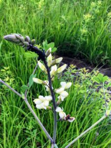 White False Indigo: Baptisia alba