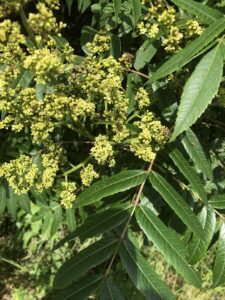 Smooth Sumac: Rhus glabra